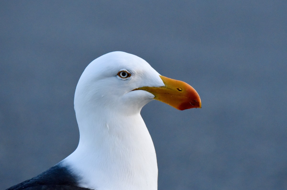 Pacific Gull - ML640906559