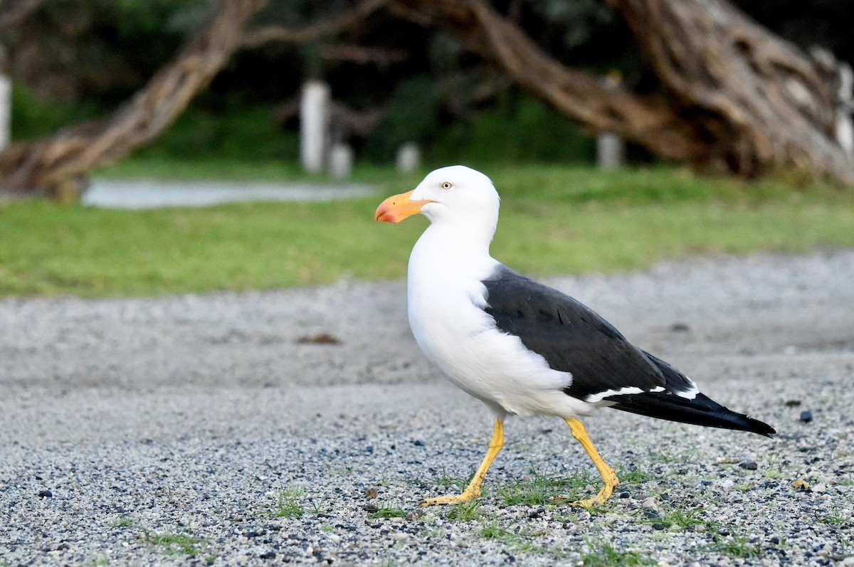 Pacific Gull - ML640906560