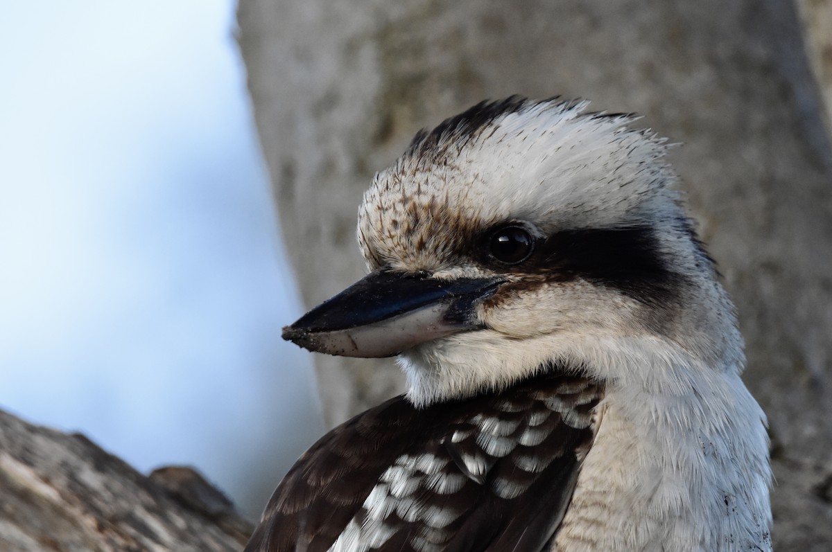 Laughing Kookaburra - ML640906569