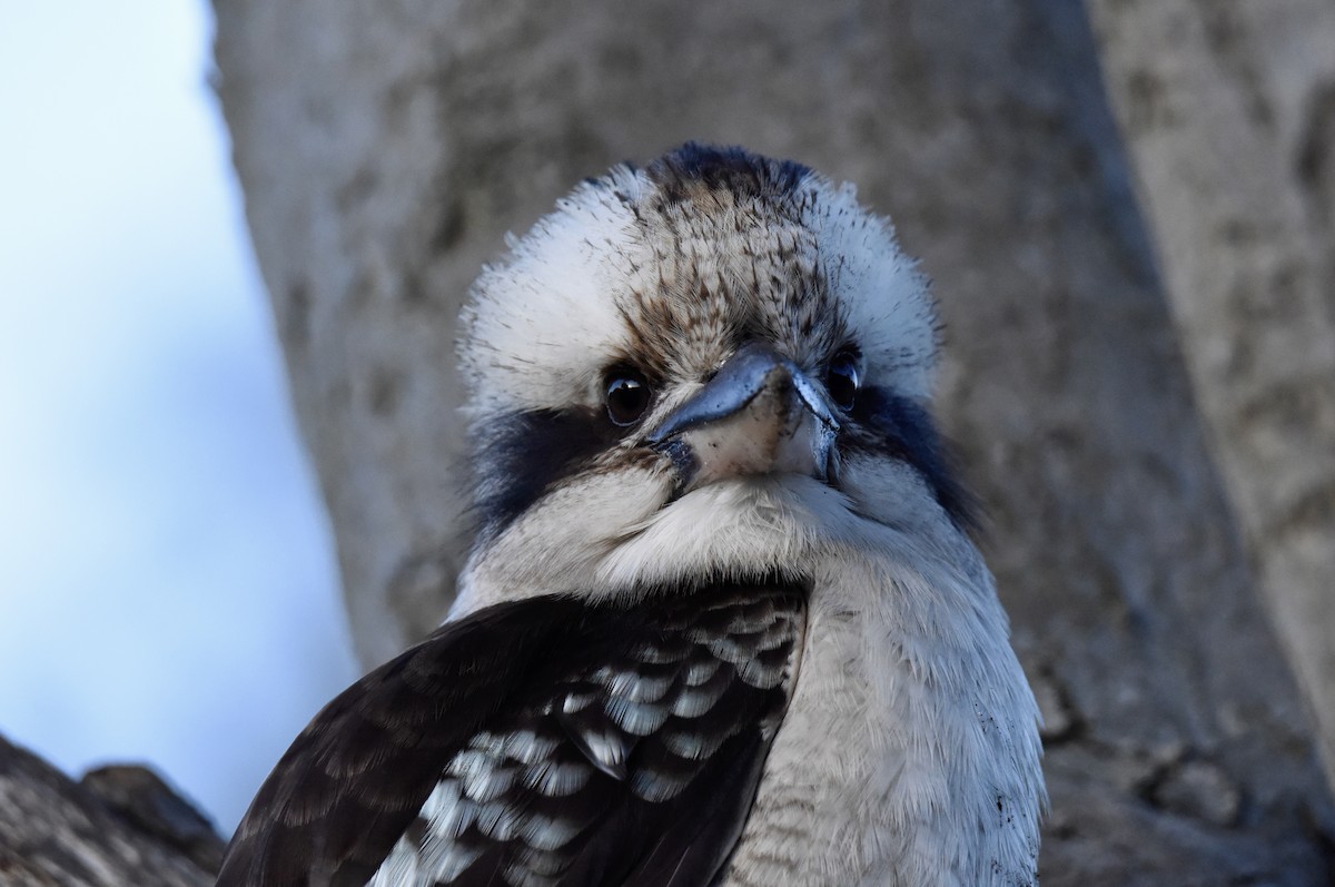Laughing Kookaburra - ML640906571