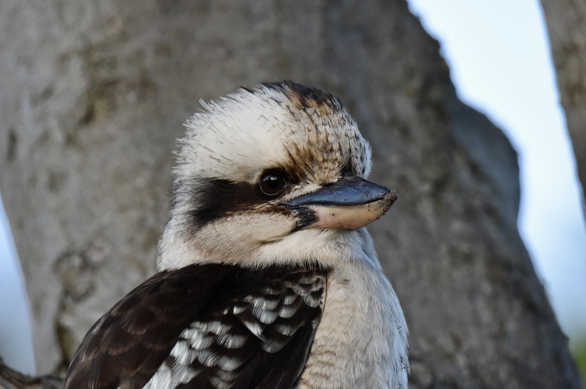 Laughing Kookaburra - ML640906572