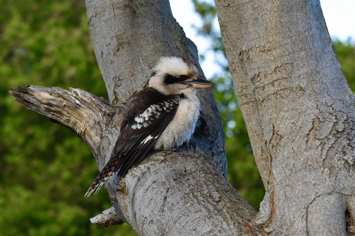 Laughing Kookaburra - ML640906573