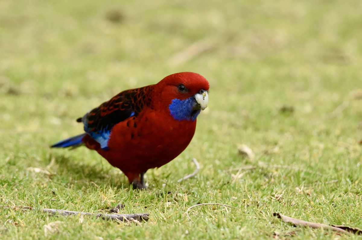 Crimson Rosella - ML640906578