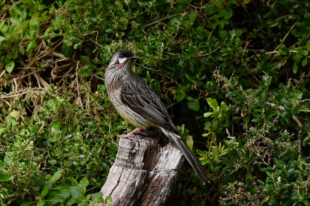 Red Wattlebird - ML640906580