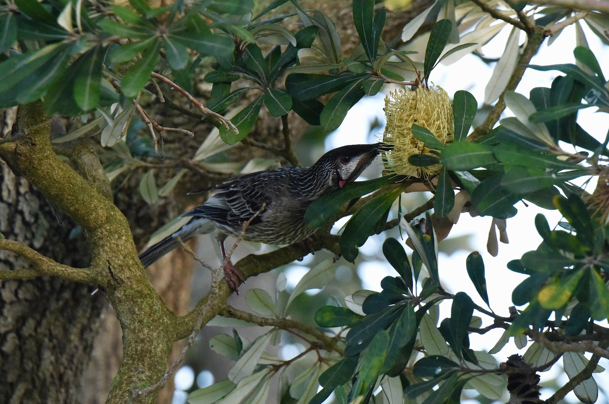 Red Wattlebird - ML640906581