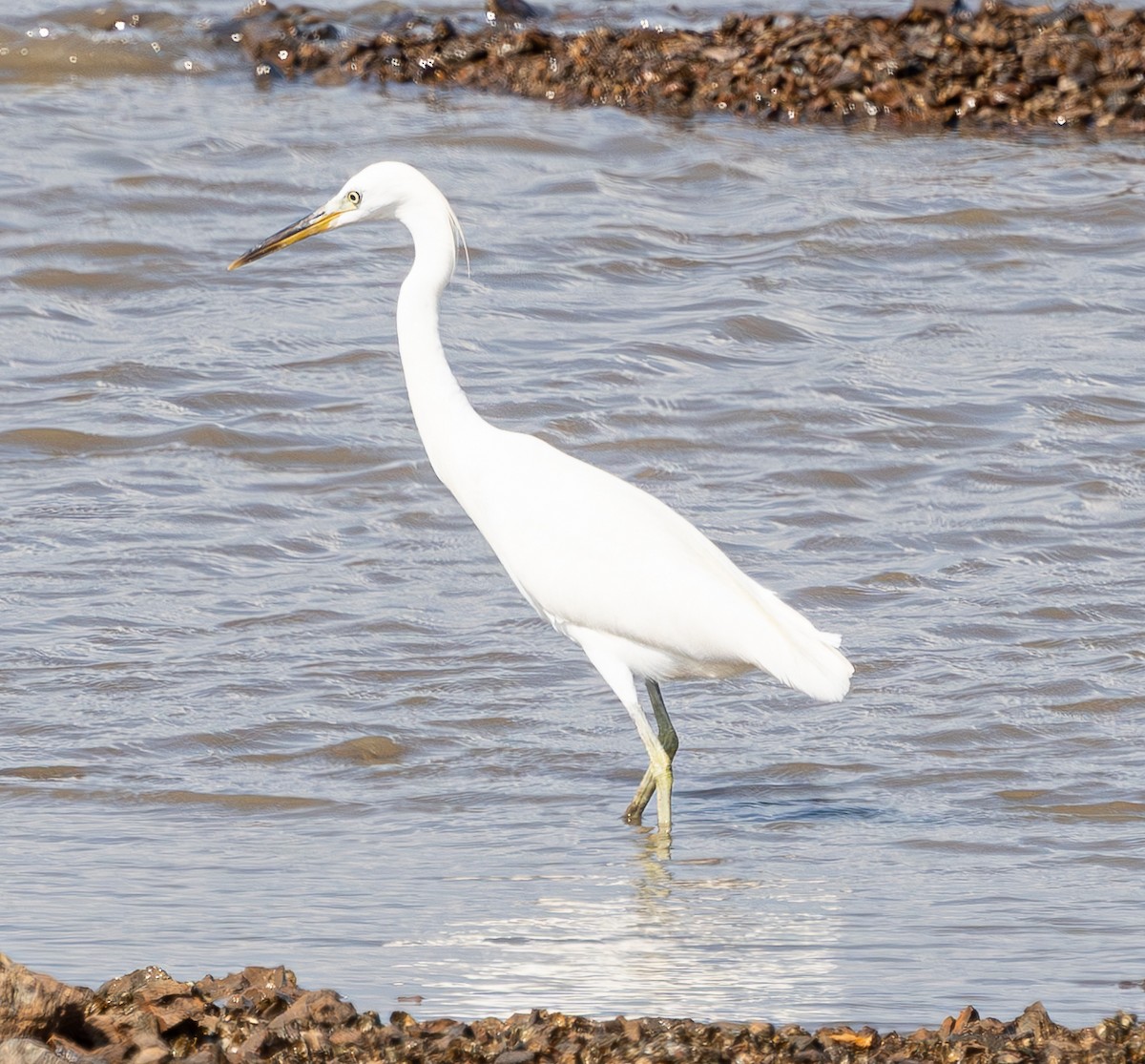 Chinese Egret - ML640906675