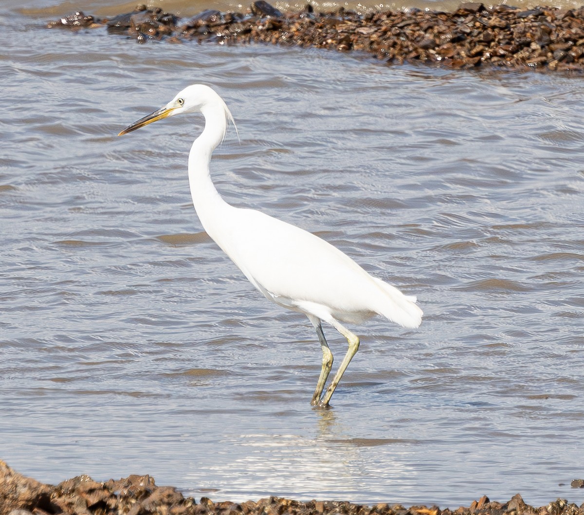 Chinese Egret - ML640906676