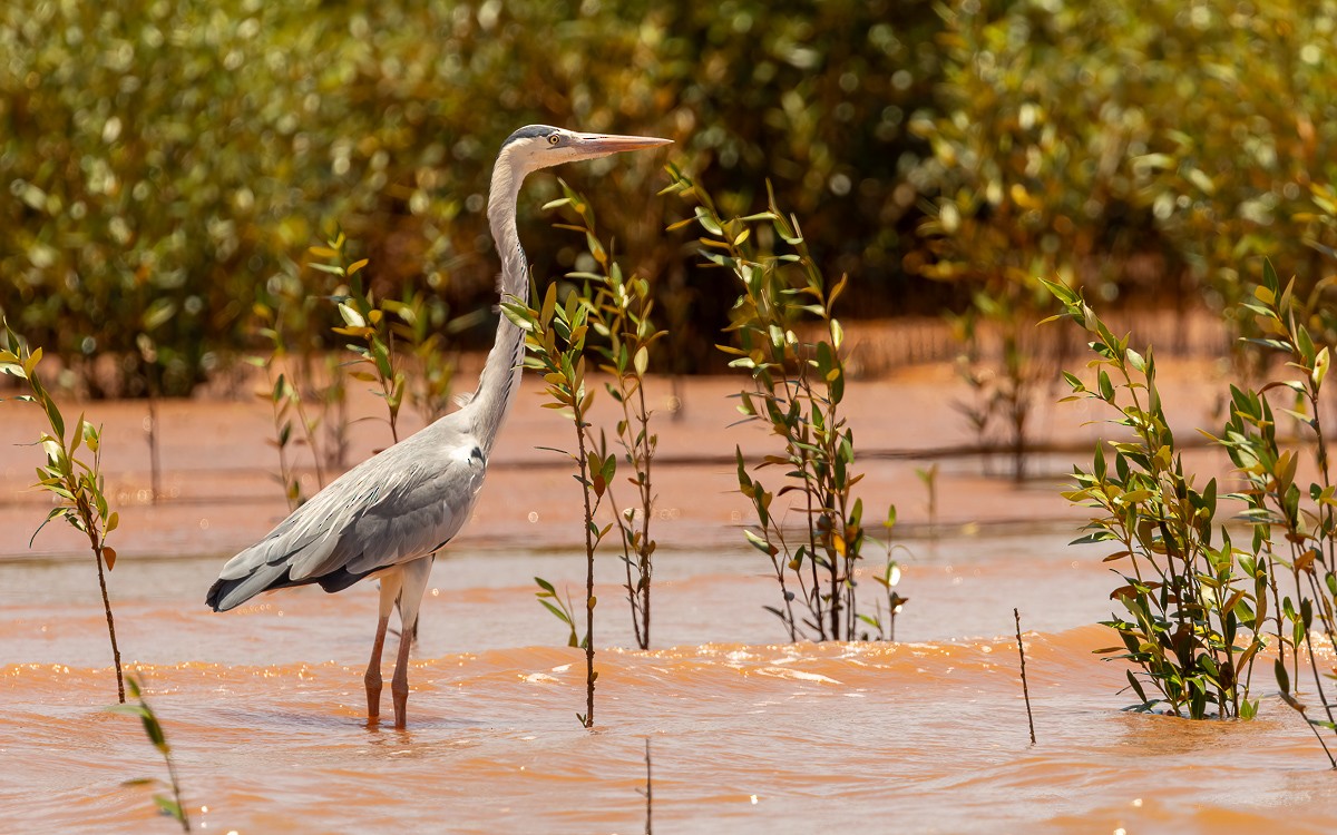 volavka popelavá (ssp. firasa) - ML640906741