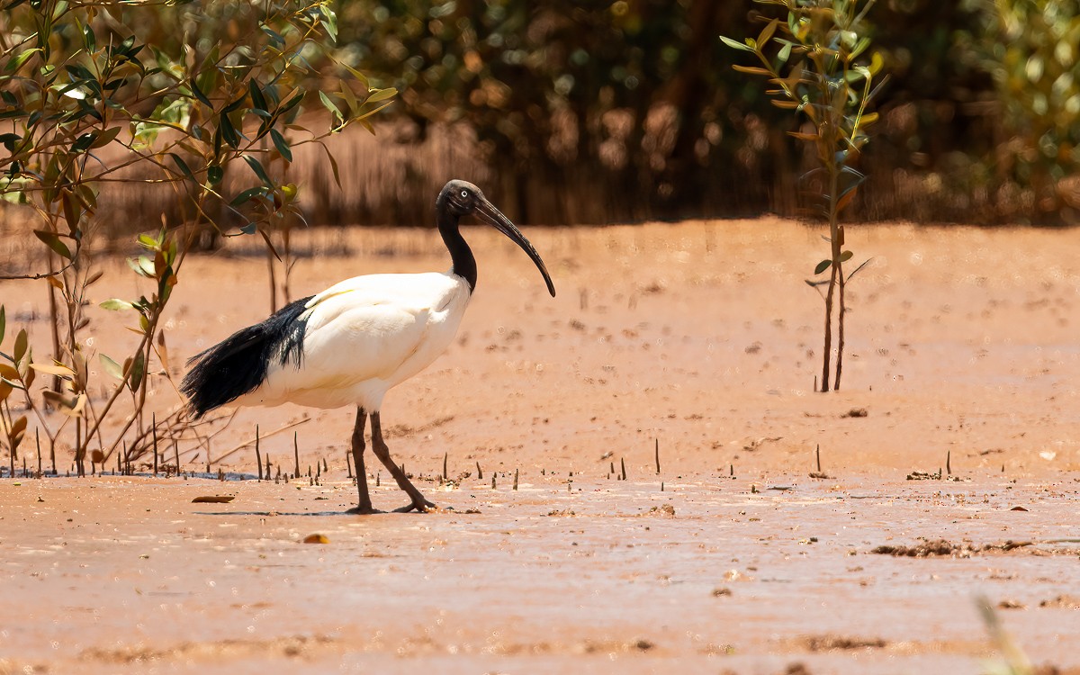 ibis bledooký - ML640906749