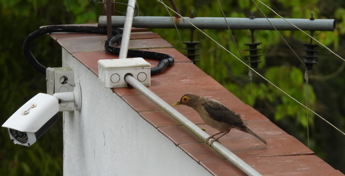 Spectacled Thrush - ML640906783
