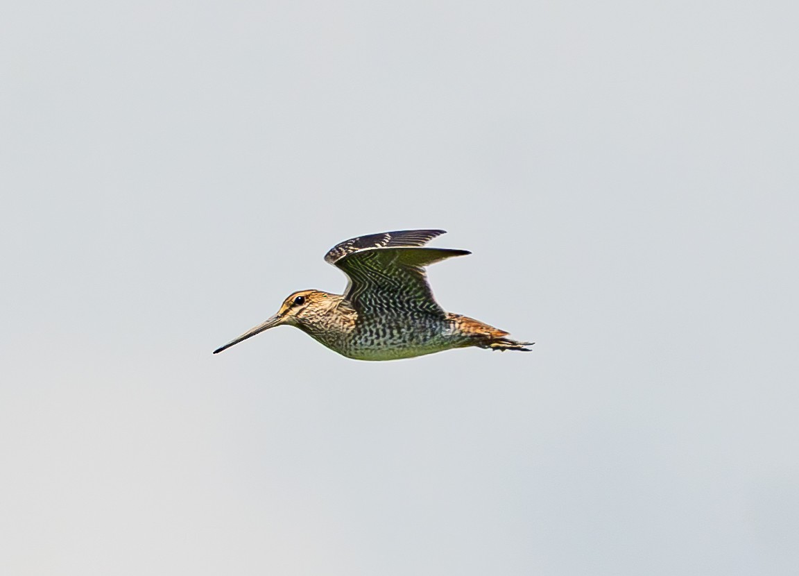 Pin-tailed Snipe - ML640906808