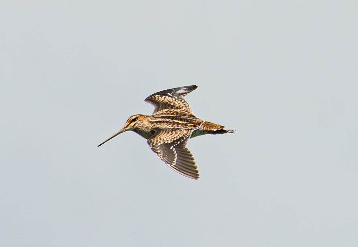 Pin-tailed Snipe - ML640906810