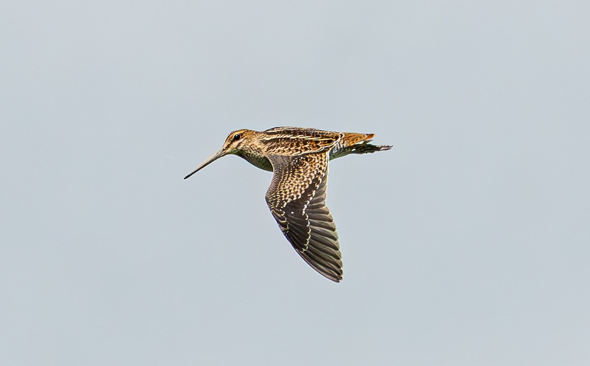 Pin-tailed Snipe - ML640906817