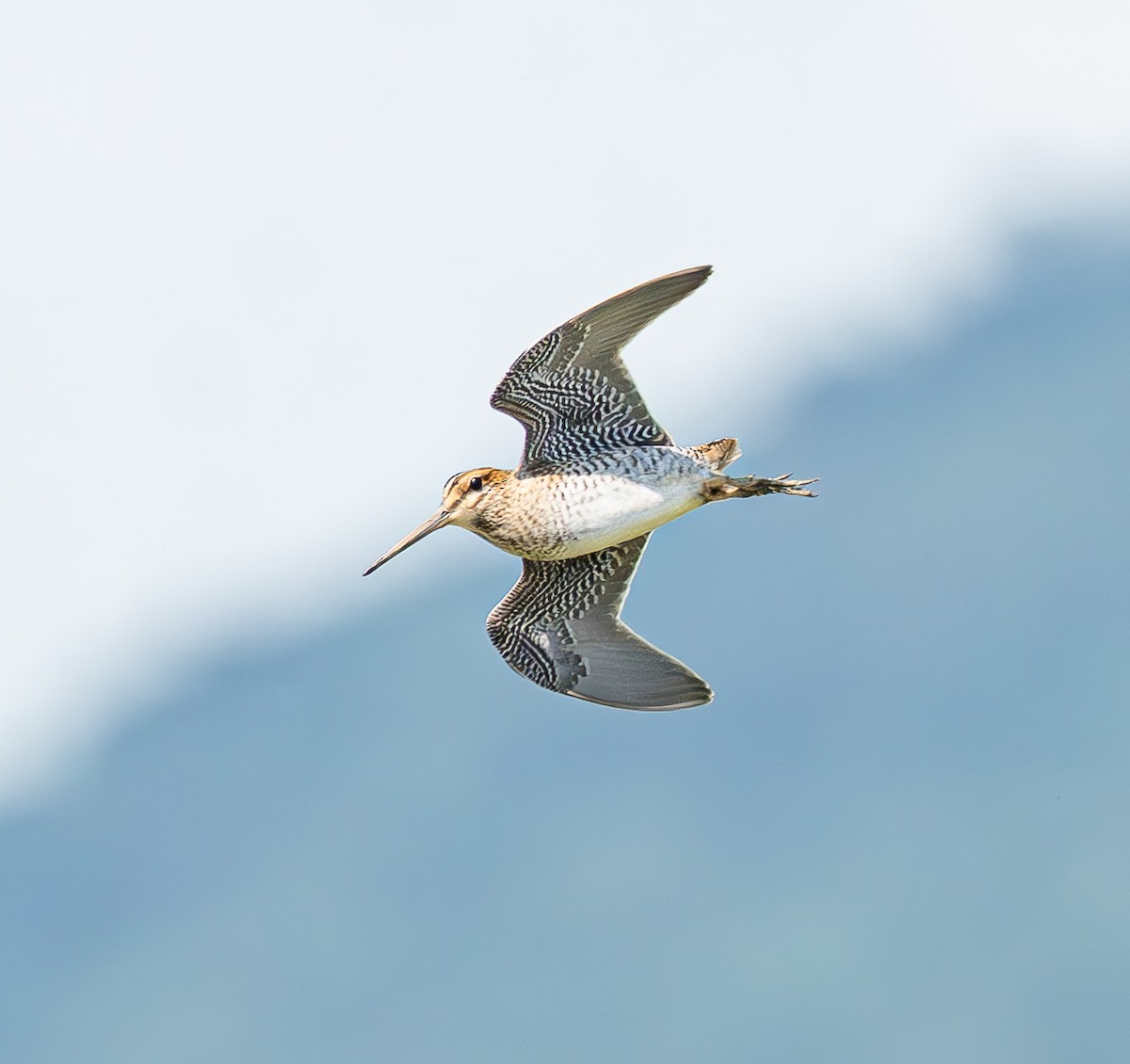 Pin-tailed Snipe - ML640906821