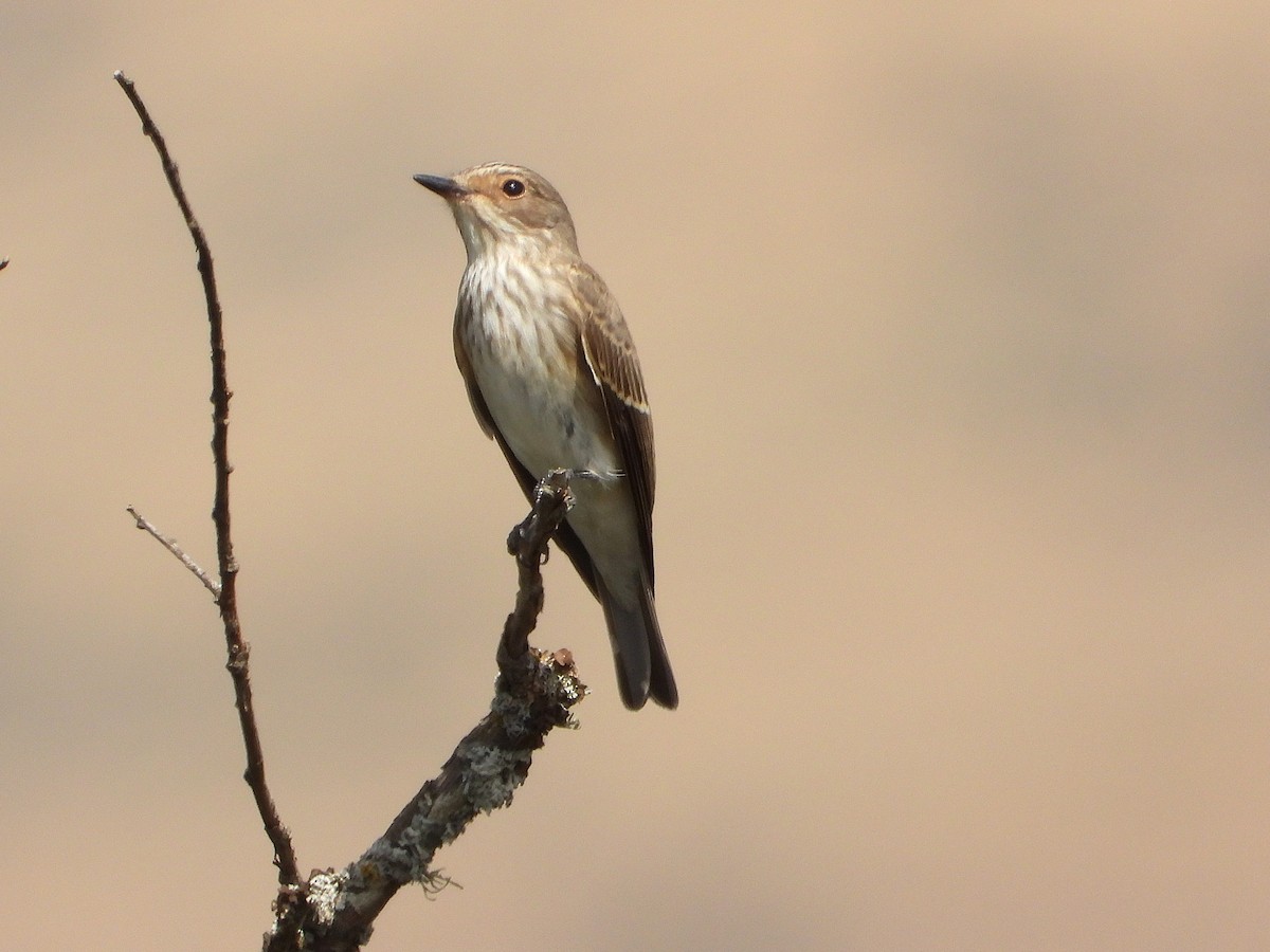 Spotted Flycatcher - ML640906842