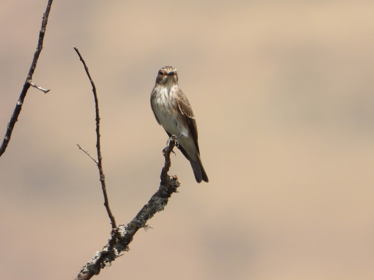 Spotted Flycatcher - ML640906843