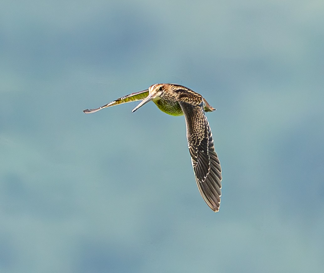 Pin-tailed Snipe - ML640906851
