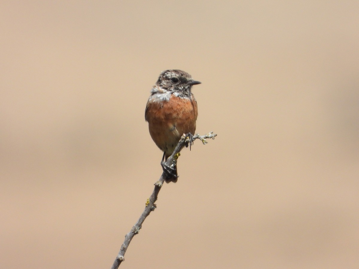 European Stonechat - ML640906855