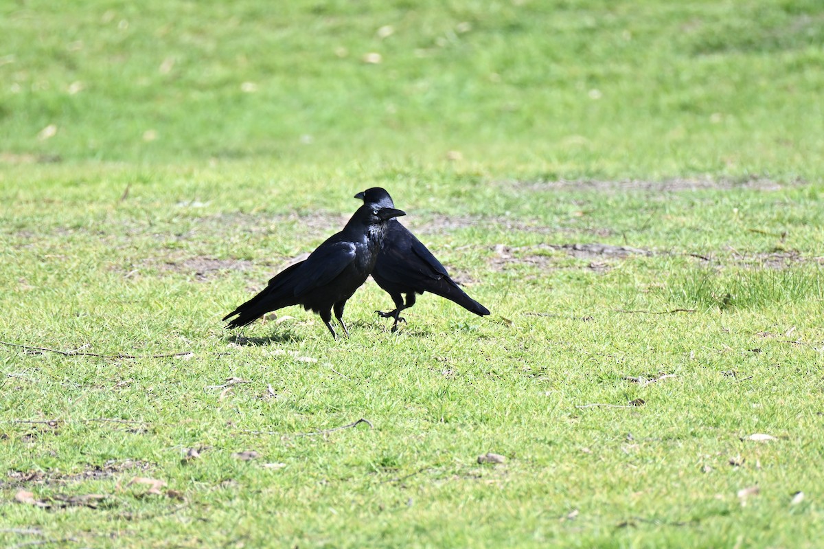 Little Raven - ML640906859