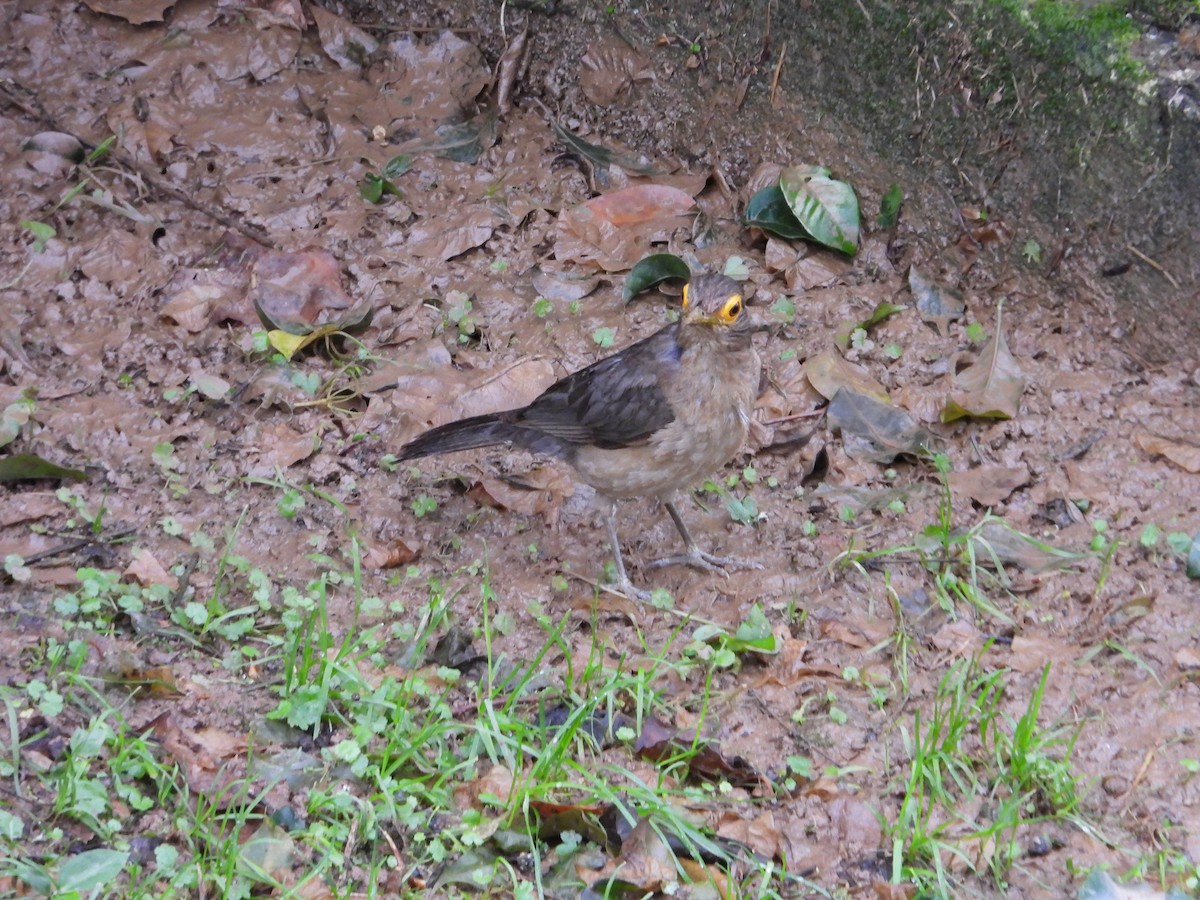 Spectacled Thrush - ML640906878