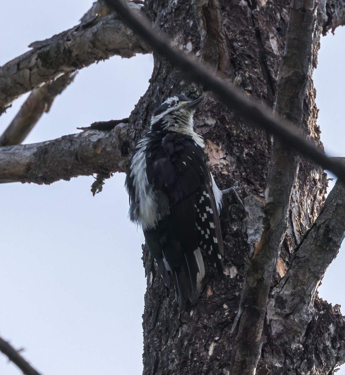 Hairy Woodpecker - ML640906880