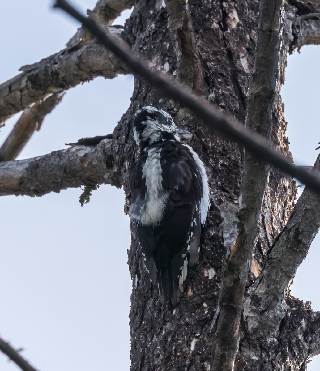 Hairy Woodpecker - ML640906881