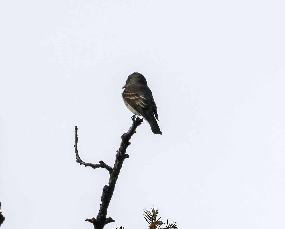 Western Wood-Pewee - ML640906887