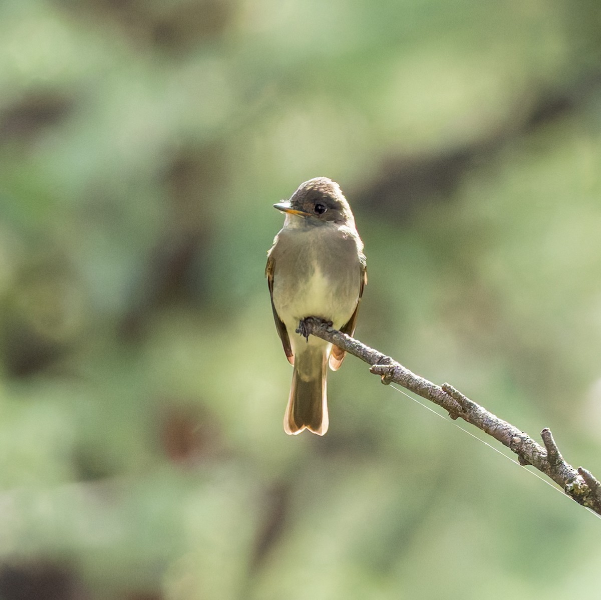 Western Wood-Pewee - ML640906889