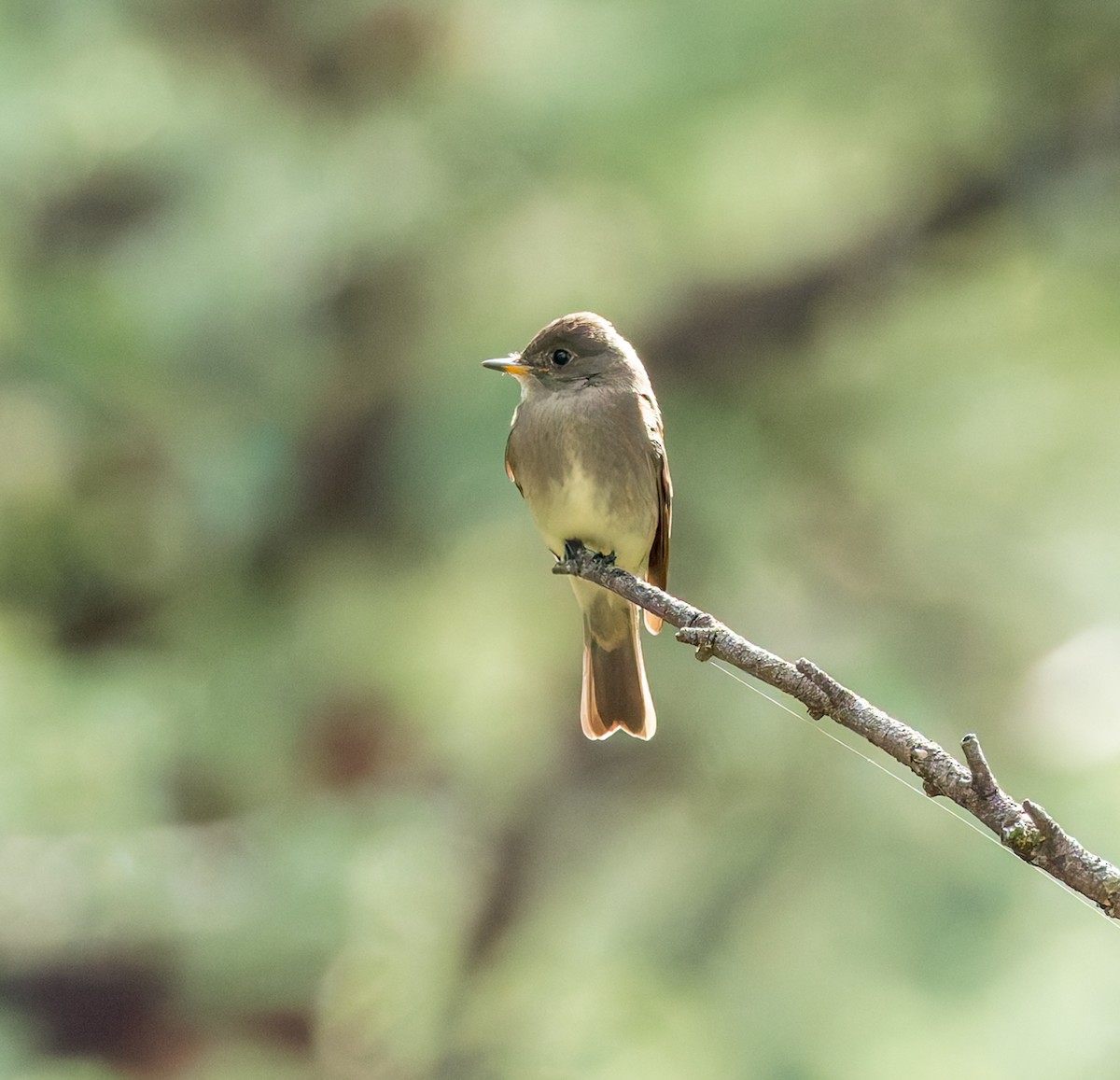 Western Wood-Pewee - ML640906890