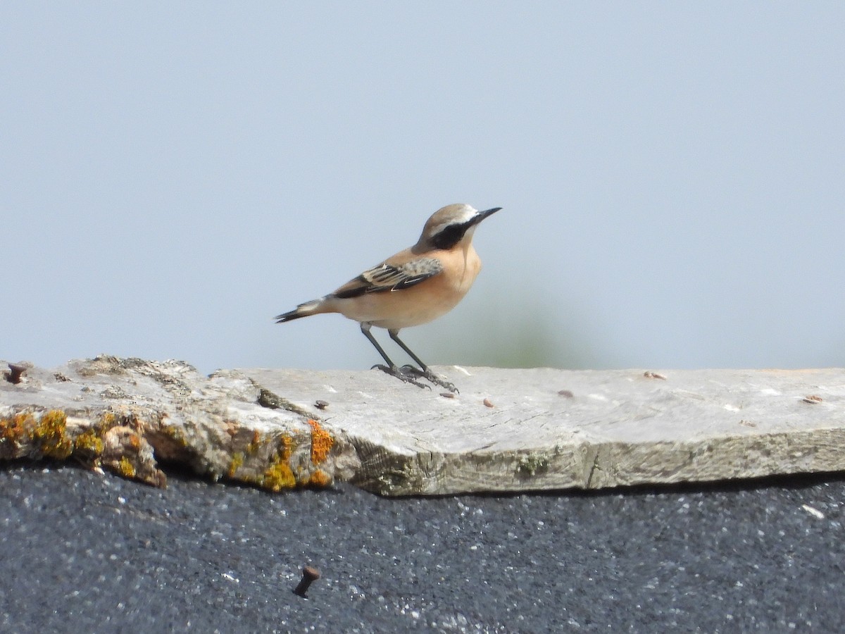 Northern Wheatear - ML640906897