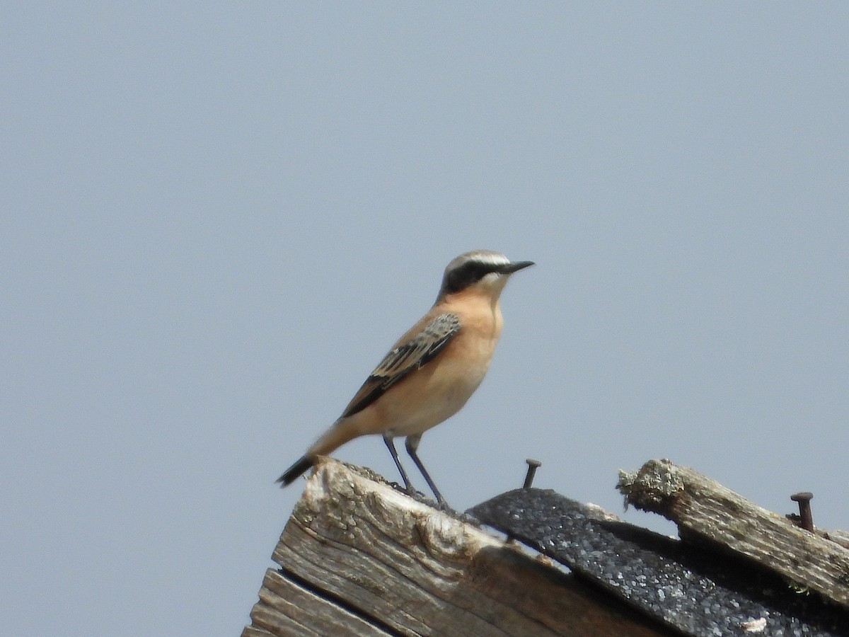 Northern Wheatear - ML640906898
