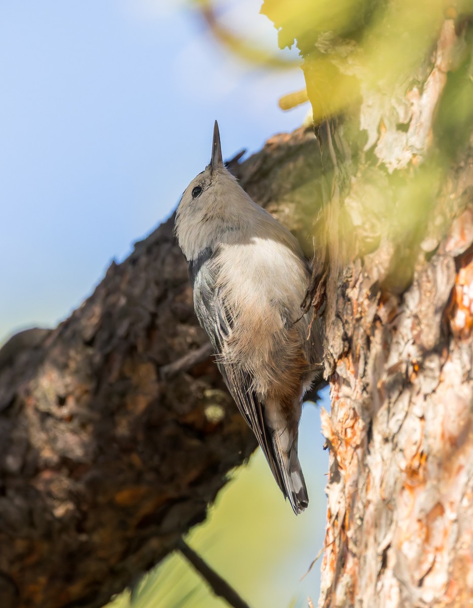 White-breasted Nuthatch - ML640906899
