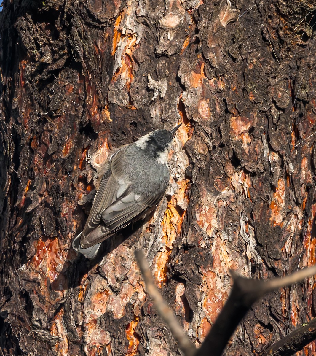 White-breasted Nuthatch - ML640906900