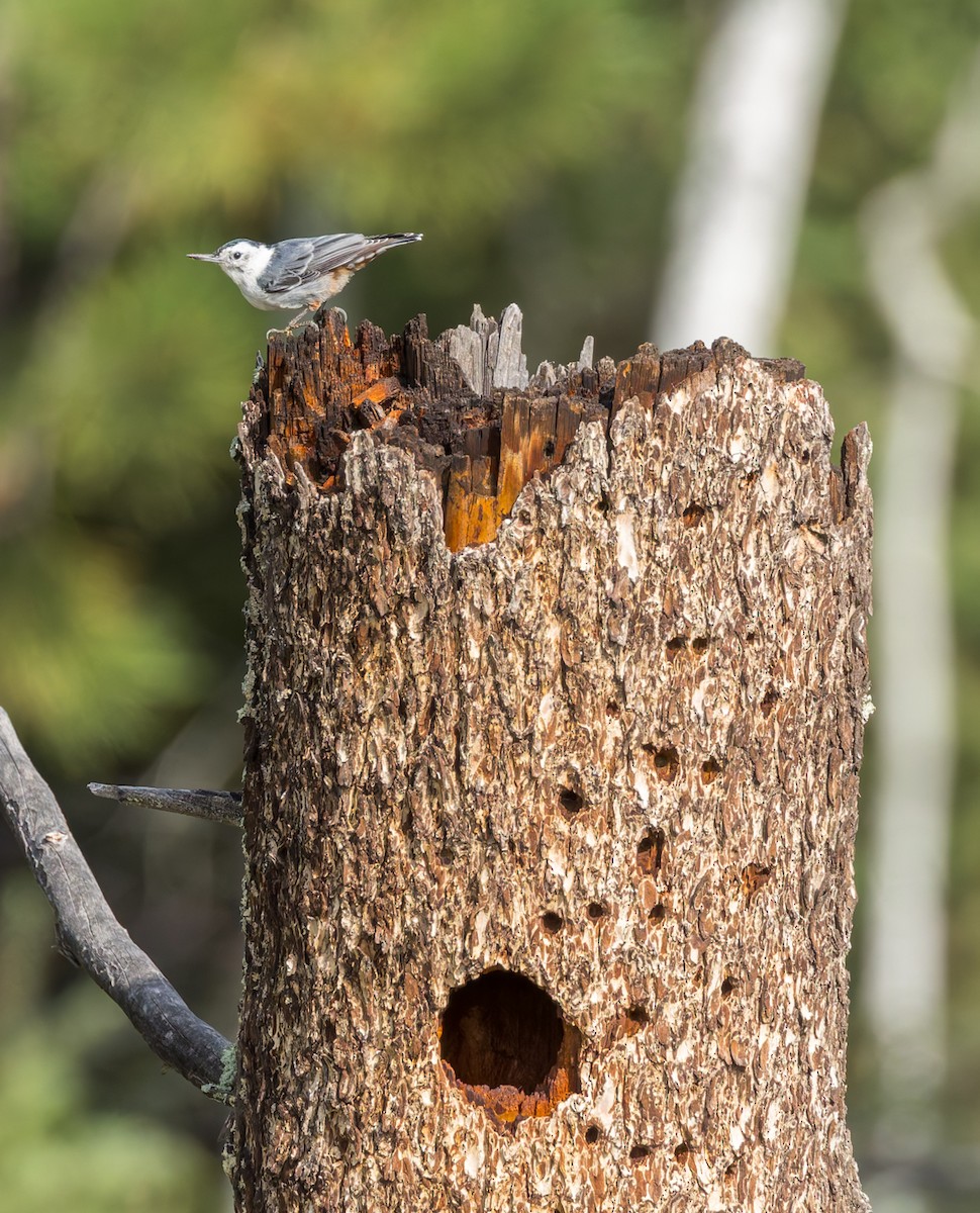 White-breasted Nuthatch - ML640906901
