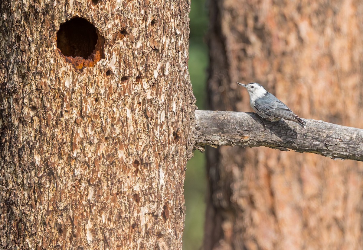 White-breasted Nuthatch - ML640906902
