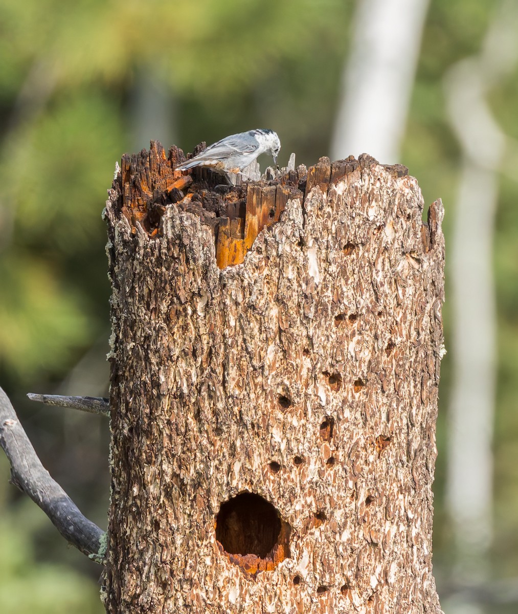 White-breasted Nuthatch - ML640906903