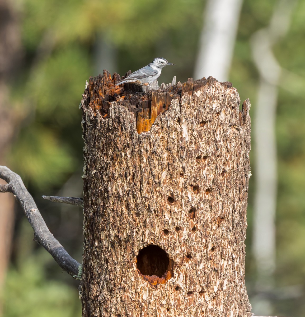 White-breasted Nuthatch - ML640906904