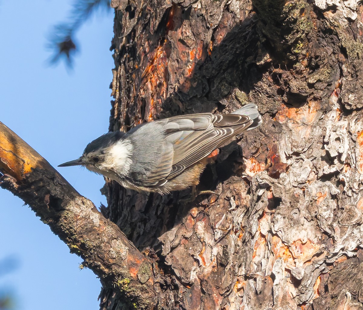 White-breasted Nuthatch - ML640906905