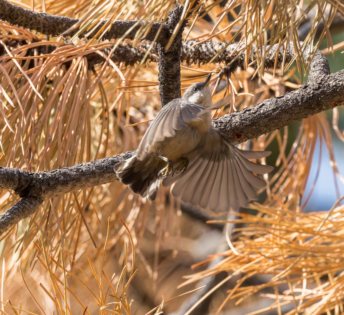 Pygmy Nuthatch - ML640906909