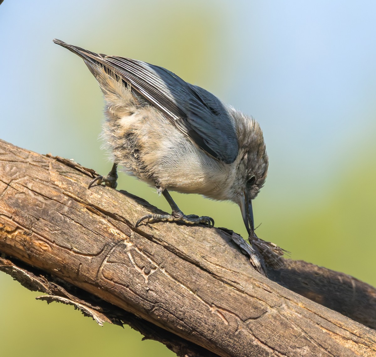 Pygmy Nuthatch - ML640906910