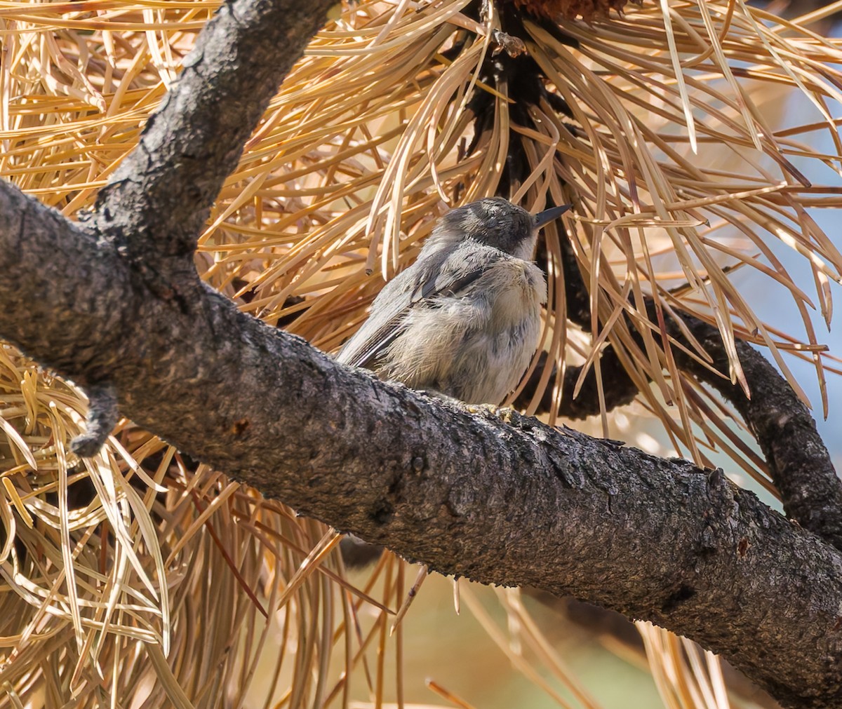 Pygmy Nuthatch - ML640906911