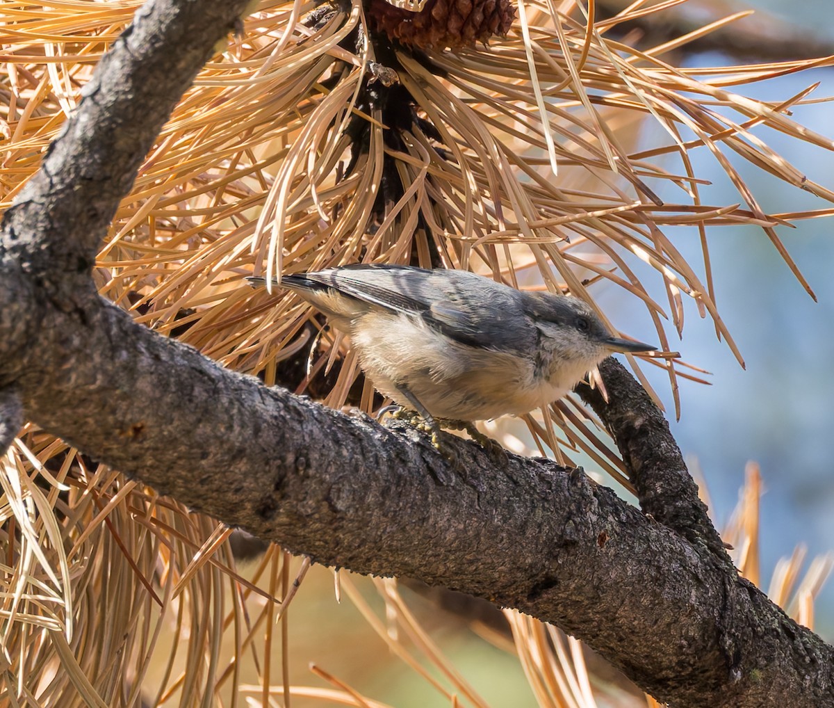 Pygmy Nuthatch - ML640906912