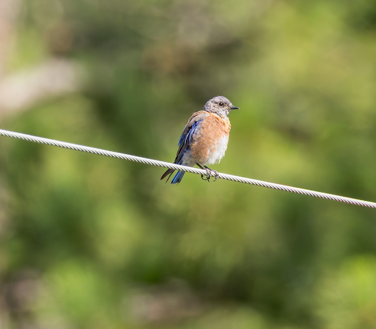 Western Bluebird - ML640906920