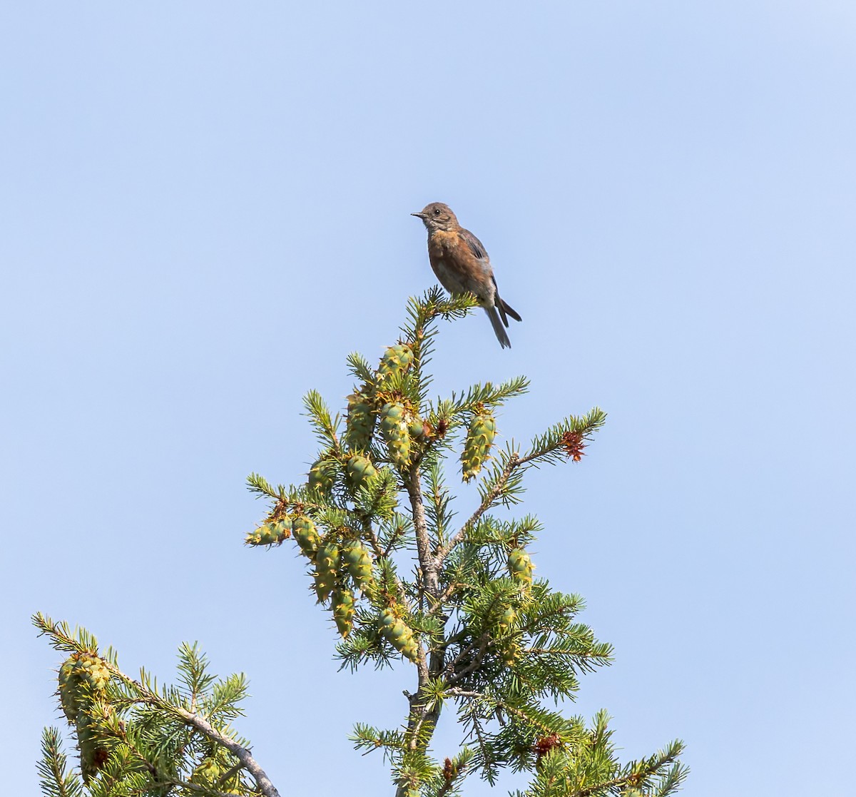 Western Bluebird - ML640906921