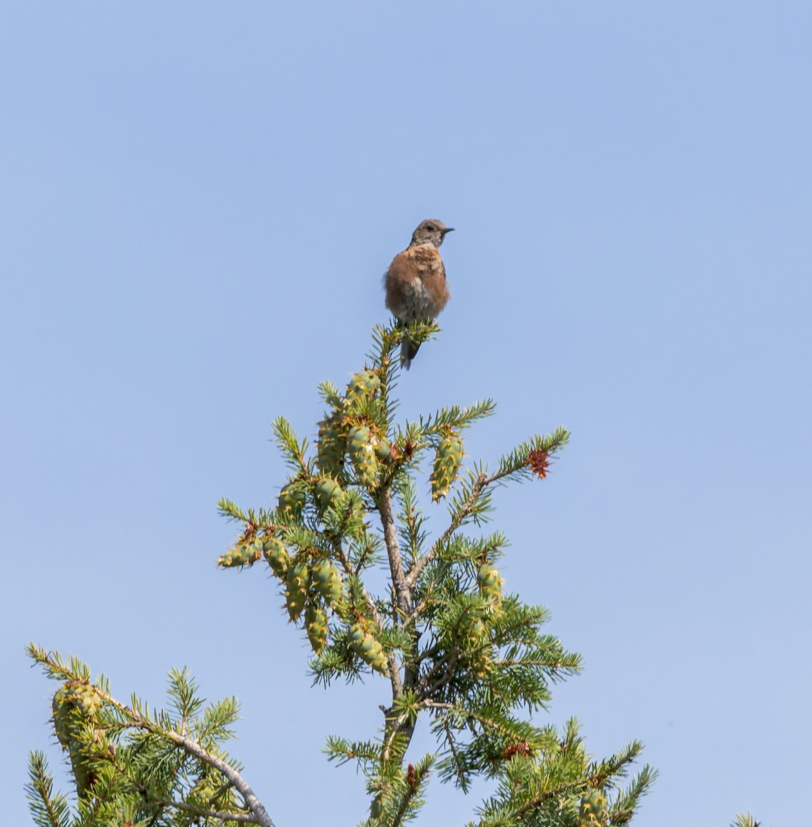 Western Bluebird - ML640906922