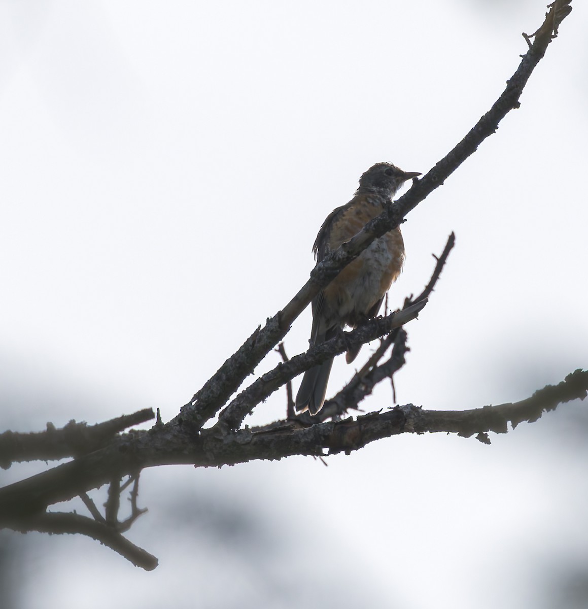 American Robin - ML640906931