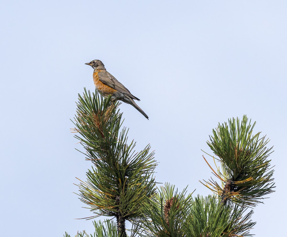 American Robin - ML640906932