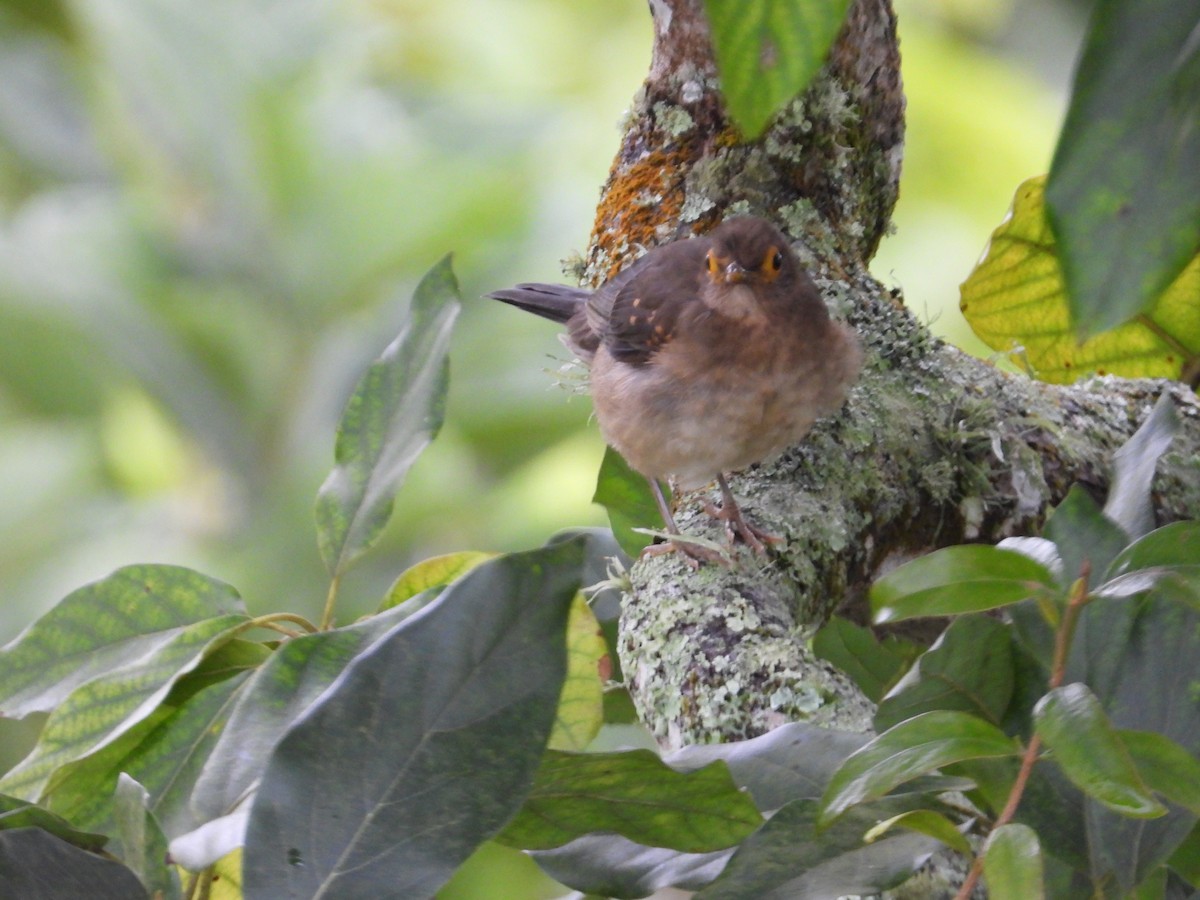 Spectacled Thrush - ML640906933