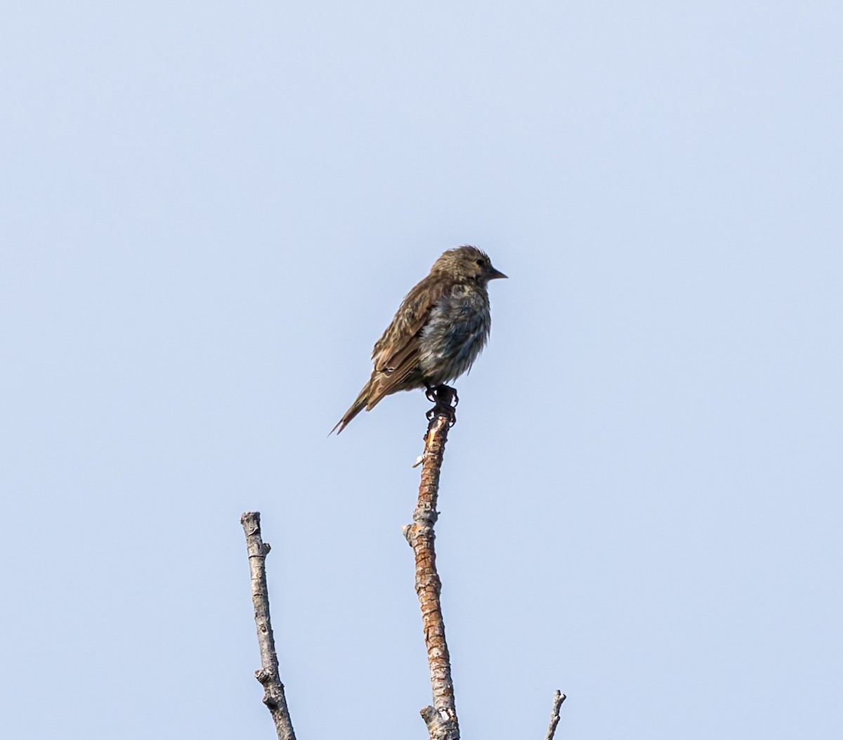 Pine Siskin - ML640906946