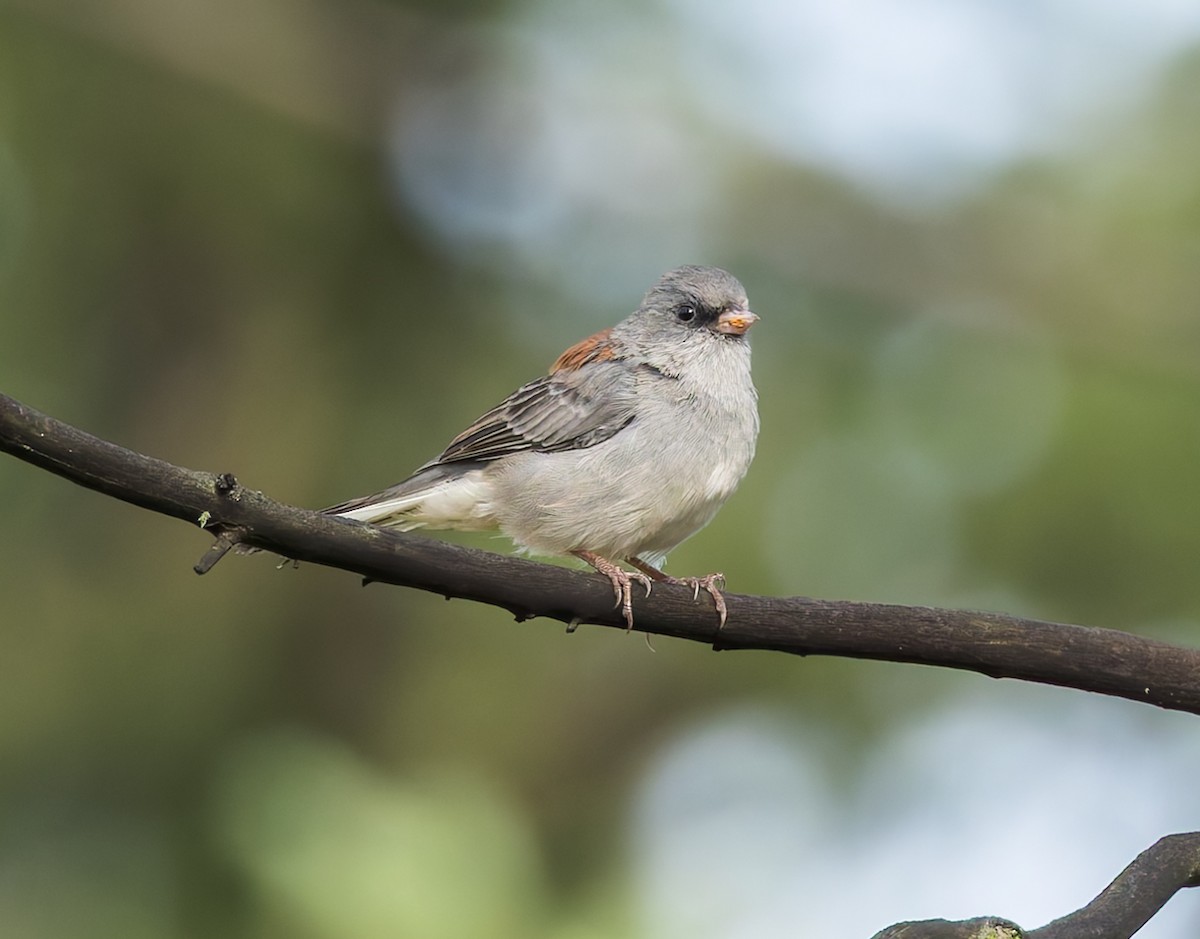 Dark-eyed Junco - ML640906953
